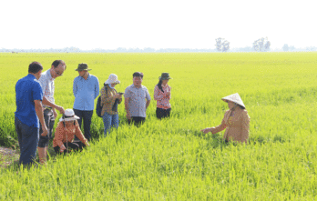 Ngành Nông nghiệp tỉnh thăm đồng đầu năm