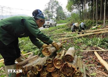 Vietnam strives to remain world’s biggest cinnamon exporter