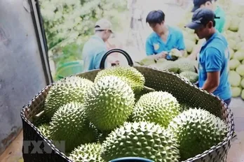 Vietnam's durian exports to China boom in Q1