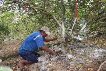 Focus on restoring orchards after drought and saltwater intrusion