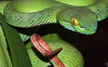 Bị rắn độc cắn, những điều nên và không nên làm để tránh nguy hiểm