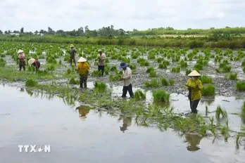 Circular economy seen as lifeline for Mekong Delta's agriculture