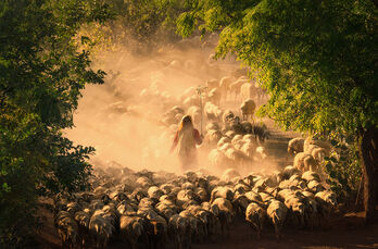 Chàng trai Việt giành giải thưởng cuộc thi ảnh quốc tế nhờ tài 'săn' cừu