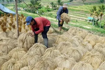 Indonesia seeks to diversify food sources