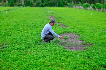 Cực công nghề trồng rau má