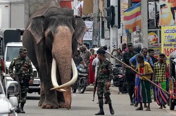 Sri Lanka: Voi hoảng sợ tháo chạy trong lễ rước, nhiều người bị thương