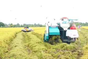 High quality, low-emission rice project's pilot model in Mekong Delta yielded positive results