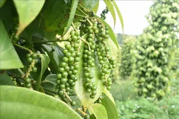 Pepper export turnover up over 30% in H1