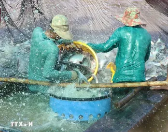 Tra fish export bouncing back