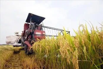 Thị trường nông sản ngày 21/07: Giá lúa và gạo đều giảm