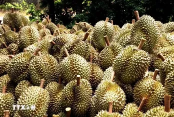 Insiders optimistic about durian export to China