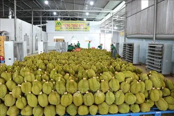 ASEAN, China promote cooperation on durian