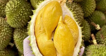 Durian exports forecast to top 3 billion USD in 2024