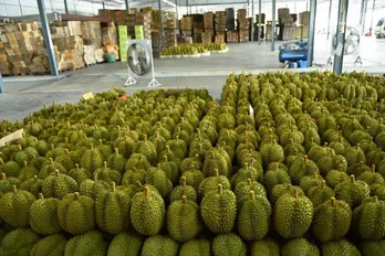 Thailand’s durian exports to China face stiffer competition from other ASEAN countries