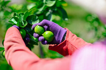 Long An có 6 doanh nghiệp được chứng nhận doanh nghiệp nông nghiệp ứng dụng công nghệ cao