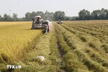 Thị trường nông sản: Xuất khẩu gạo đạt trên 4,8 triệu tấn