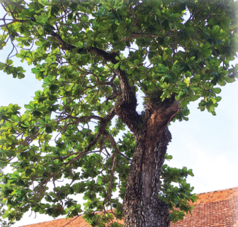 Cây bàng Côn Đảo