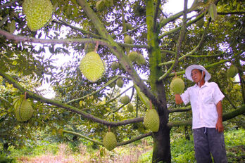 Fruit tree material area develops strongly