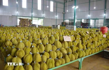 Vietnam earns 3.8 billion USD from fruit and vegetable exports