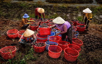 Góc ảnh 'Long An quê hương tôi': Khoai mỡ Bến Kè