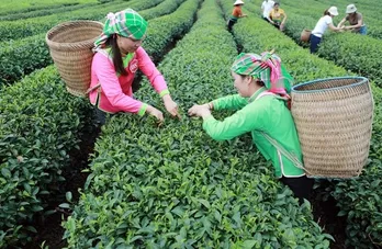 Vietnam becomes 8th largest tea exporter in the world