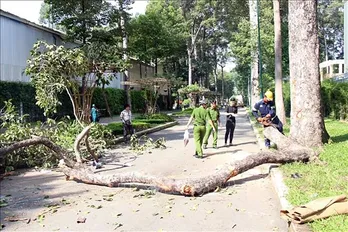 TP Hồ Chí Minh: Nhánh cây lớn đổ gãy làm nhiều người bị thương, có người tử vong