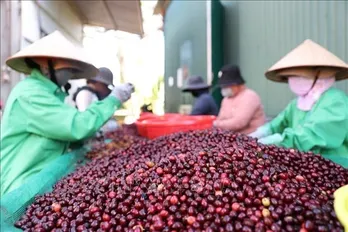 Vietnam coffee prices decline amid market fluctuations