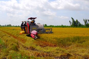 Nông dân tiếc nuối vì bán 'lúa non'