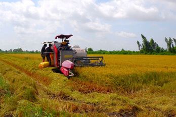 Nông dân tập trung chăm sóc lúa Hè Thu 2024