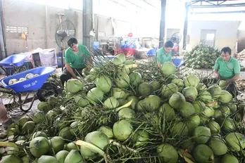 Coconut export forecast to hit 1 billion USD this year