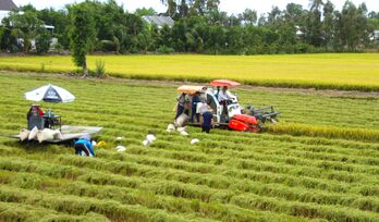 Tân Thạnh - Nông dân bội thu vụ lúa Thu Đông 2024