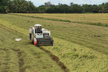 Chủ động bảo vệ cây trồng trước ảnh hưởng của bão số 3