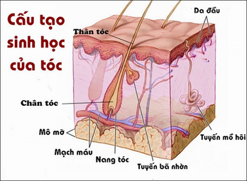 Cấu trúc và sinh lý tóc