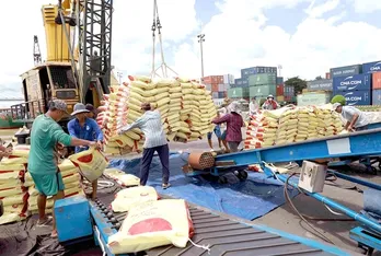 Vietnam likely earn 5 billion USD from rice exports this year