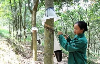 Vietnam's rubber exports reach 1.7 billion USD in eight months