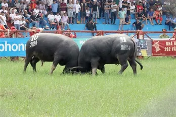 2024 Do Son buffalo fighting festival held