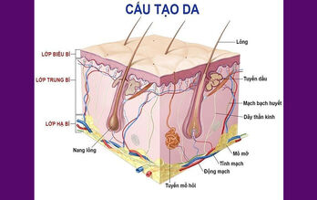 Cấu trúc và sinh lý da