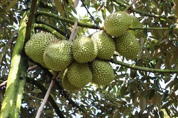 Vietnam's durian dominates fruit exports, outpacing dragon fruit