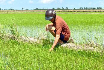 Nông dân 'xé rào' xuống giống hàng ngàn hécta lúa Thu Đông