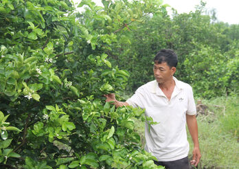 Thu nhập cao nhờ trồng chanh