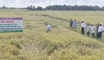 Efficiency from high-tech rice cultivation