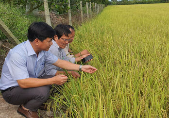 Tân Thạnh: Kiểm tra tình hình sản xuất nông nghiệp