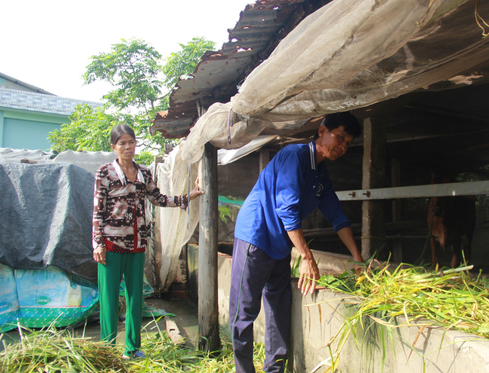 Nhờ xã Long Sơn (huyện Cần Đước) hỗ trợ 30 triệu đồng, vợ chồng chị Bùi Thị Kim Mỹ (ấp 1A, xã Long Sơn, huyện Cần Đước) có vốn nuôi bò