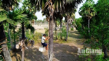 Cây thốt nốt - Món quà thiên nhiên ban tặng vùng đất Bảy Núi