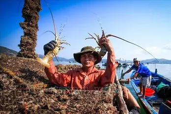 Vietnam’s lobsters claw back prominence in China