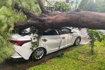 Cây phượng trong trường tiểu học bật gốc, đè ô tô đậu ngoài đường