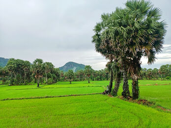 Về An Giang mùa nước nổi, lòng như muốn reo vui