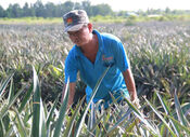 Farmers begin growing fruits and vegetables for Tet