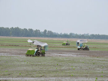 Synchronized mechanization in rice cultivation