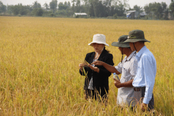 Tham quan mô hình điểm 1 triệu hécta lúa chất lượng cao, phát thải thấp